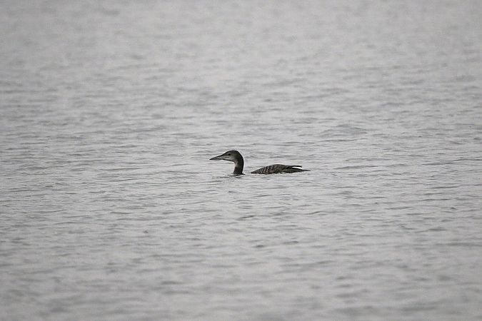 Plongeon imbrin  - Marcin Kuźma