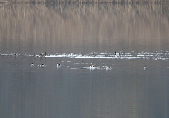 Harle piette  - Marcin Kuźma