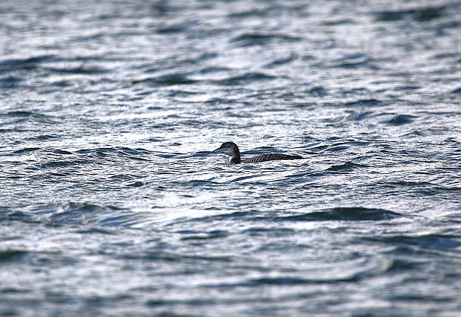 lodowiec  - Marcin Kuźma