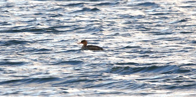 szlachar  - Marcin Kuźma