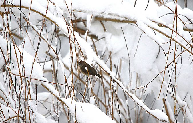 kapturka  - Marcin Kuźma
