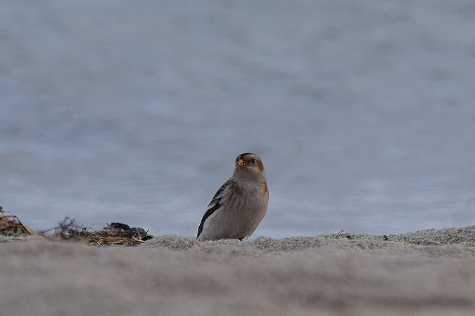 śnieguła  - Aleksander Komorski