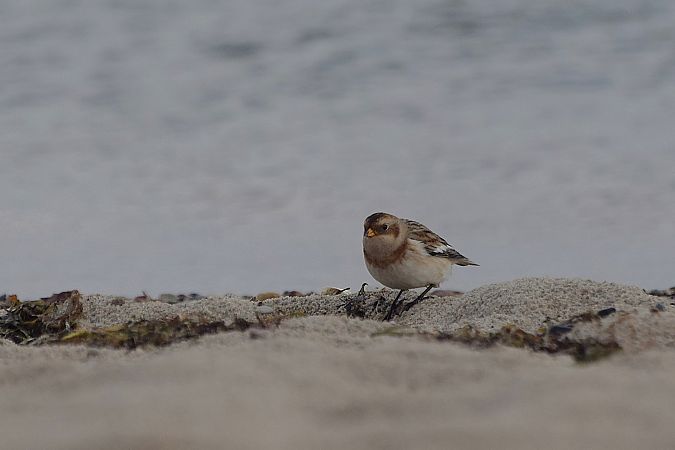 śnieguła  - Aleksander Komorski