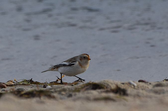 śnieguła  - Aleksander Komorski
