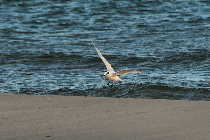 rybitwa czubata  - Aleksander Komorski