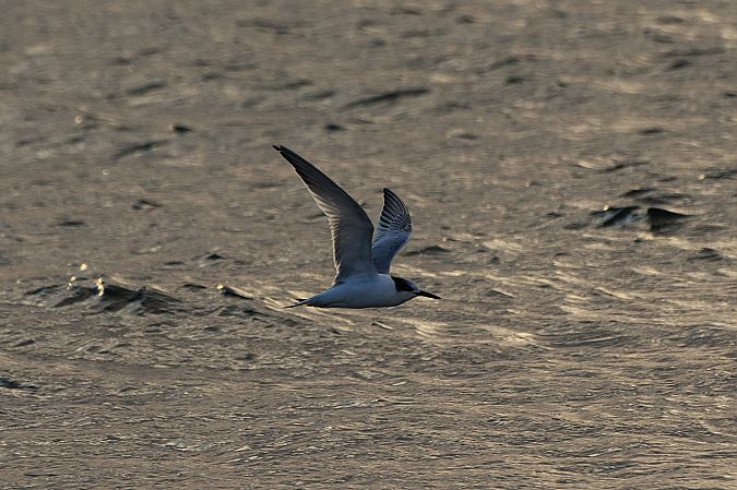 rybitwa czubata  - Aleksander Komorski