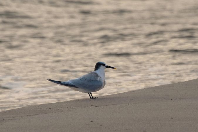 Sterne caugek  - Aleksander Komorski