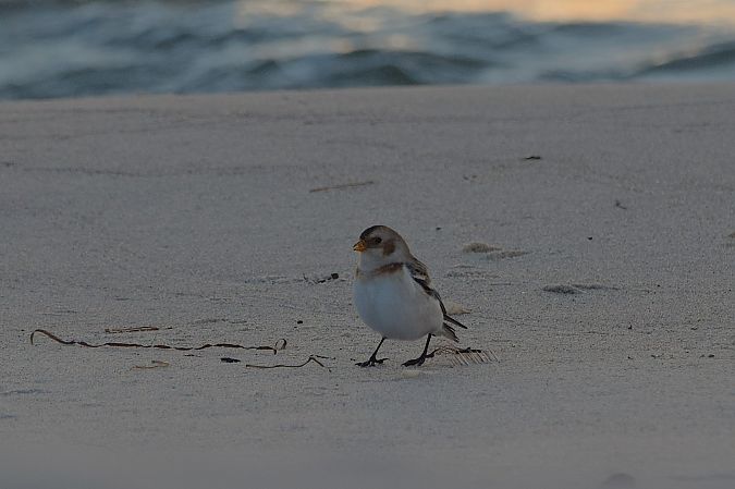 śnieguła  - Aleksander Komorski