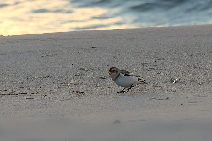 Bruant des neiges  - Aleksander Komorski