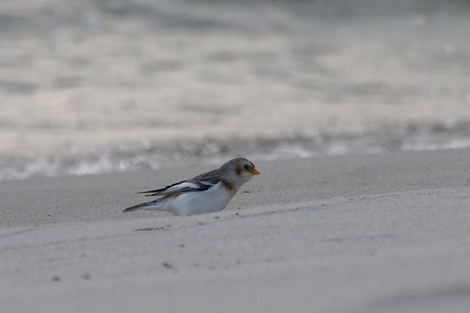 Bruant des neiges  - Aleksander Komorski