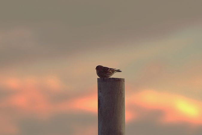 Twite  - Aleksander Komorski