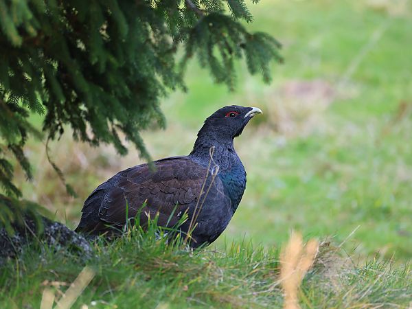 Auerhuhn  - Olaf Sobota