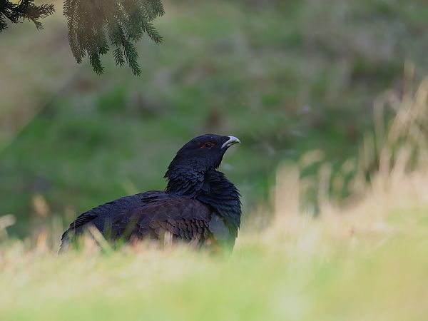 Auerhuhn  - Olaf Sobota