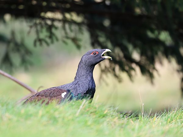 Grand Tétras  - Olaf Sobota