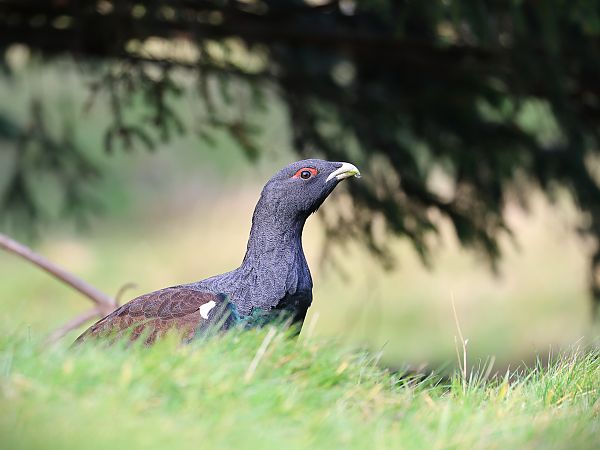 głuszec  - Olaf Sobota