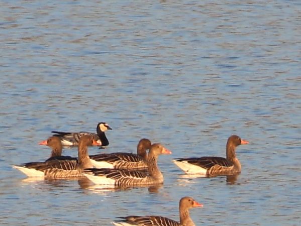 bernikla białolica  - Olaf Sobota