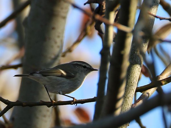 świstunka ałtajska  - Olaf Sobota