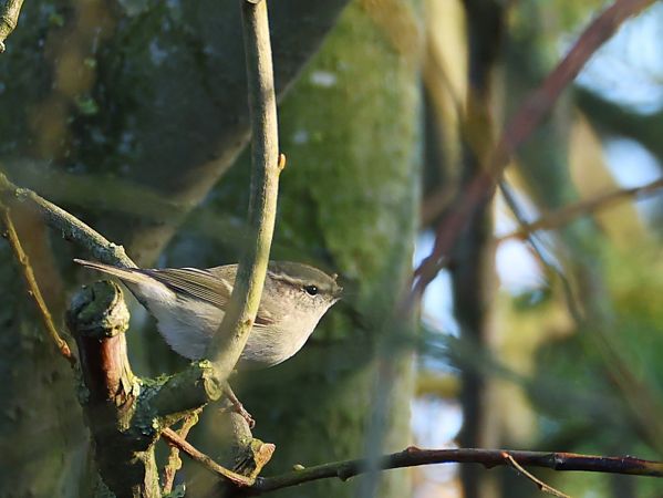 Pouillot de Hume  - Olaf Sobota