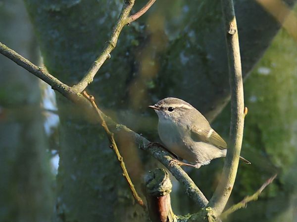 świstunka ałtajska  - Olaf Sobota