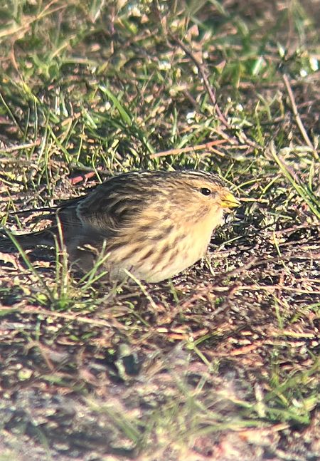 rzepołuch  - Krzysztof Lis