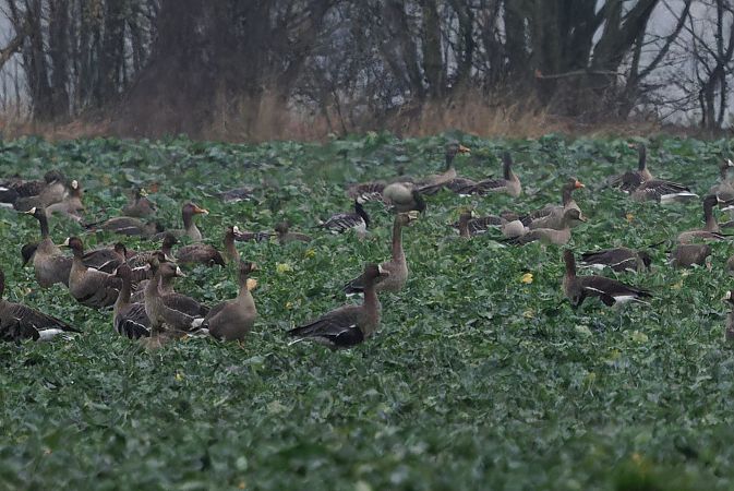 bernikla białolica  - Tadeusz Marcinkowski