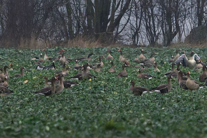 bernikla białolica  - Tadeusz Marcinkowski