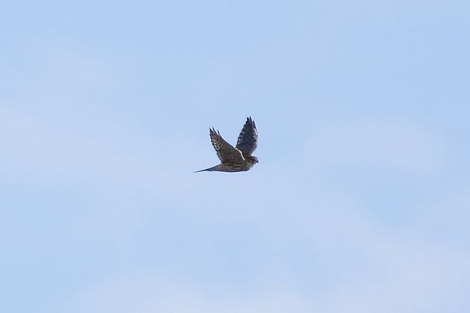 drzemlik  - Bernard Stachurski