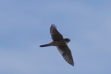 drzemlik  - Bernard Stachurski