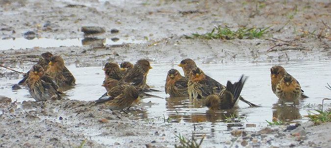 rzepołuch  - Demianiuk Marzanna