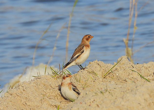 śnieguła  - Demianiuk Marzanna