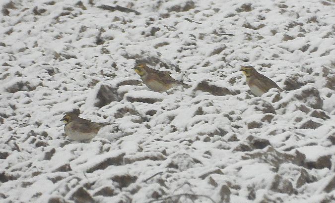 górniczek  - Demianiuk Marzanna