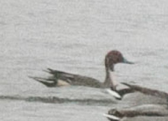Northern Pintail  - Aleksey Andreyanov