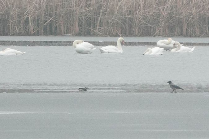 Long-tailed Duck  - Aleksey Andreyanov