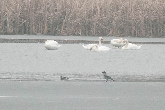 Harelde boréale  - Aleksey Andreyanov