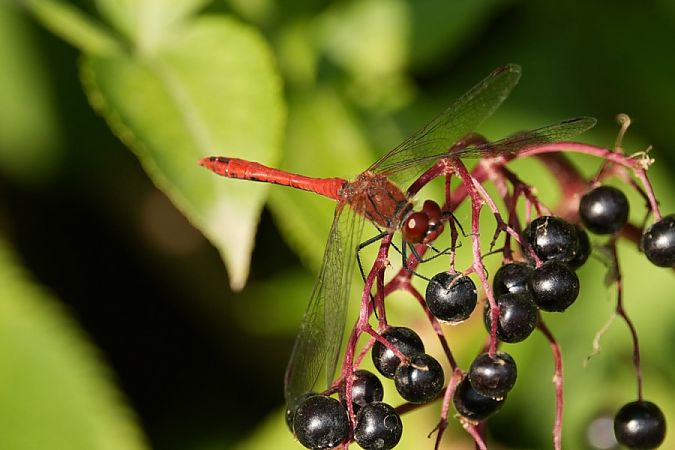 szablak krwisty  - Rafał Walczybok