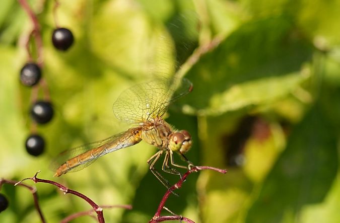 Sympétrum méridional  - Rafał Walczybok