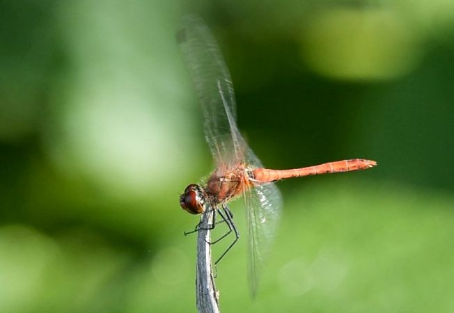 szablak krwisty  - Rafał Walczybok