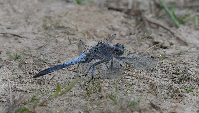 lecicha pospolita  - Rafał Walczybok