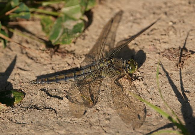 Großer Blaupfeil  - Rafał Walczybok