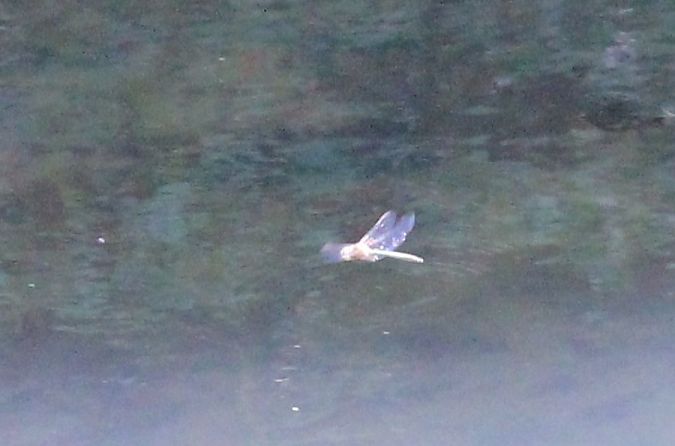 Brilliant Emerald  - Rafał Walczybok