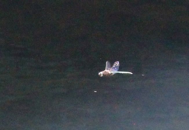 Glänzende Smaragdlibelle  - Rafał Walczybok