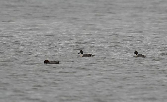 Canard pilet  - Rafał Walczybok