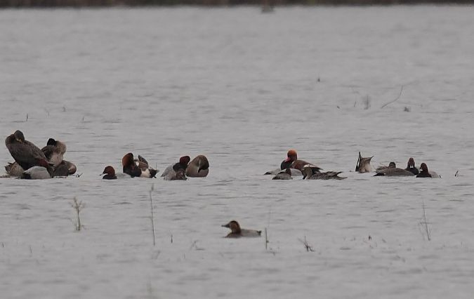 hełmiatka  - Rafał Walczybok