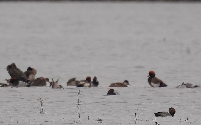 hełmiatka  - Rafał Walczybok
