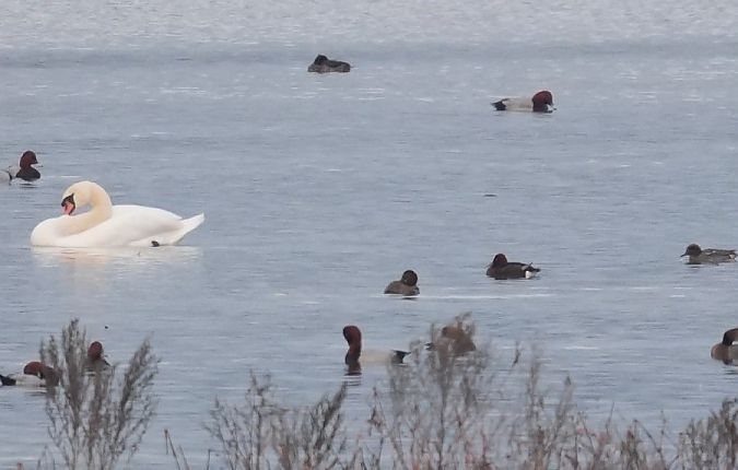 podgorzałka  - Rafał Walczybok