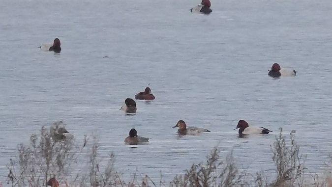 Fuligule nyroca  - Rafał Walczybok