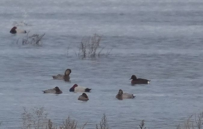 Fuligule nyroca  - Rafał Walczybok