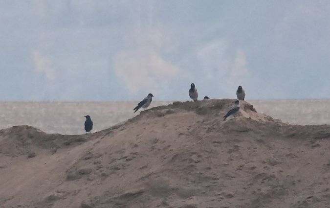 czarnowron  - Rafał Walczybok