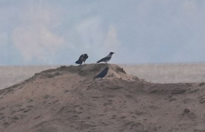 czarnowron  - Rafał Walczybok