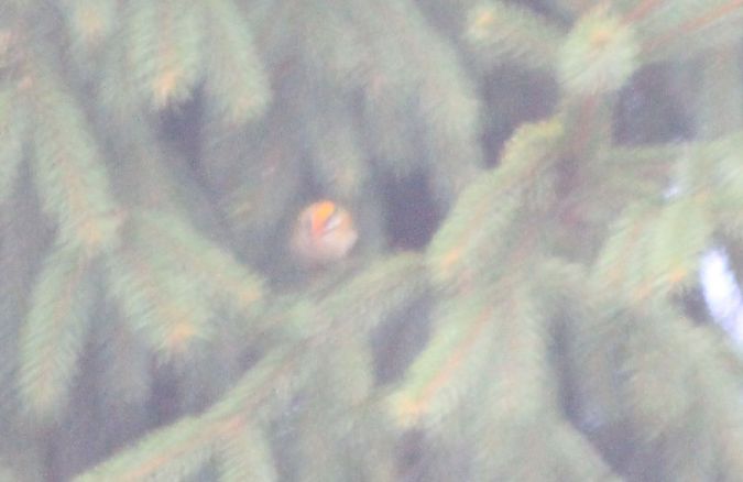 Sommergoldhähnchen  - Rafał Walczybok